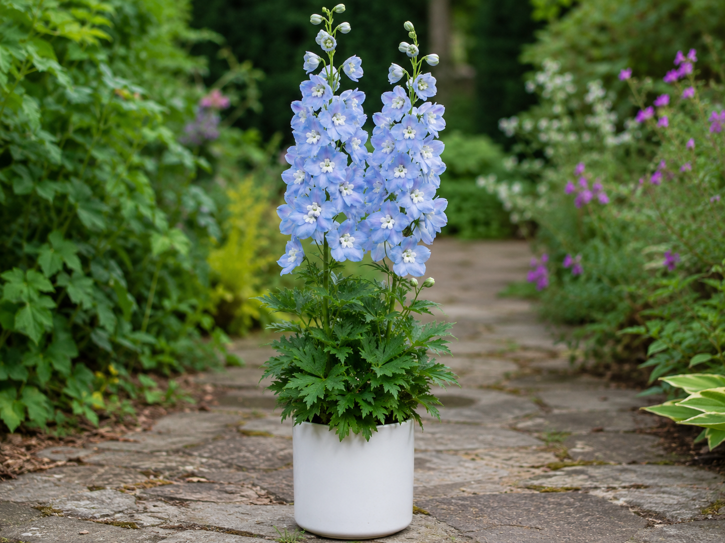 DelphinaLightBlueWhiteBeeDelphinium