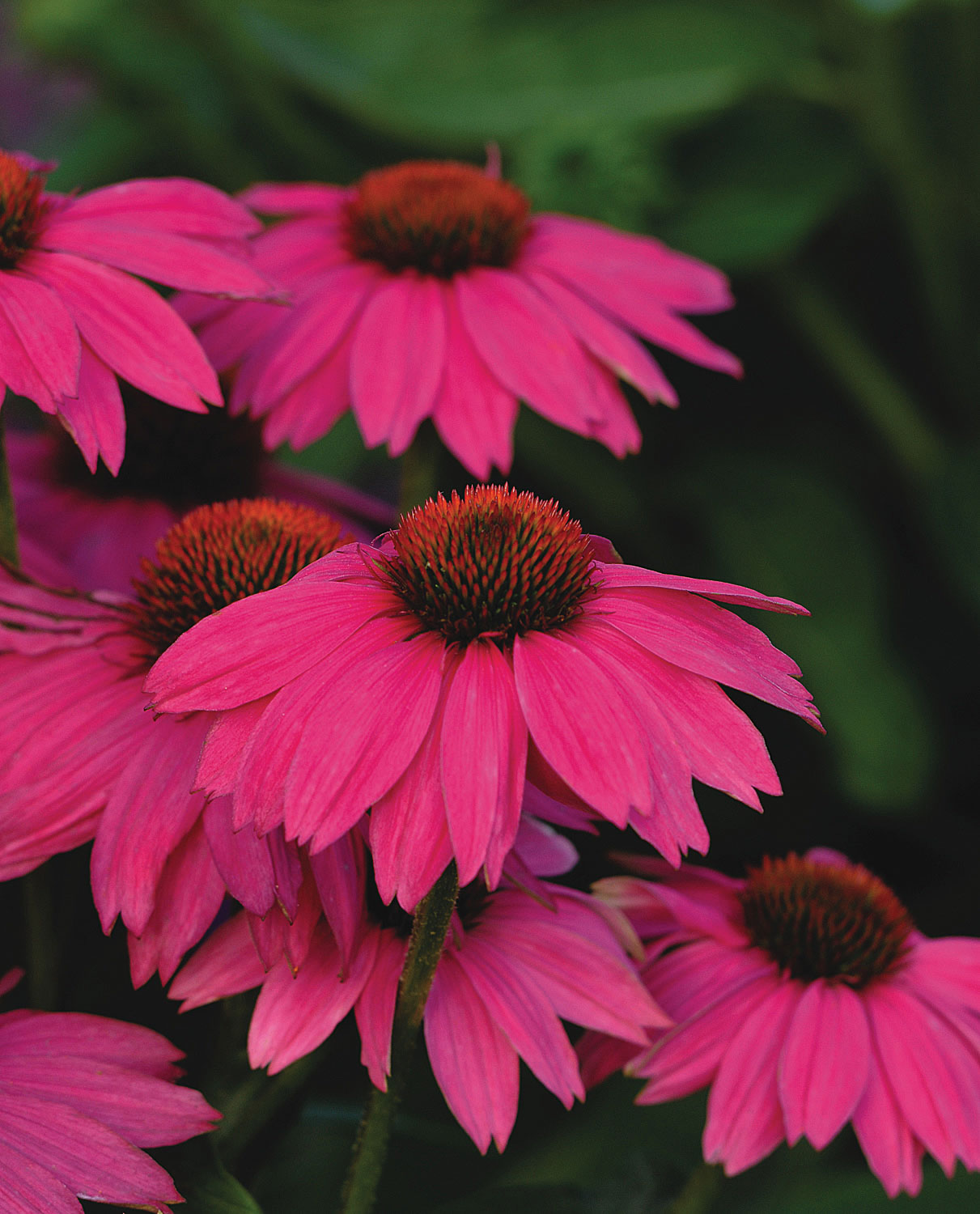 Echinacea Pow Wow Wildberry2