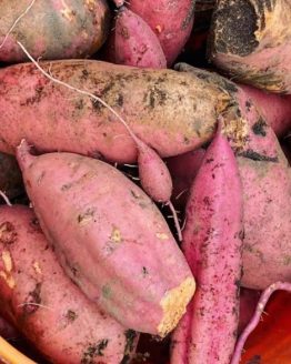 GeorgiaJetSweetPotato