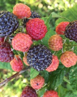 Fruit Plant
