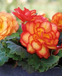 Begonia Plant