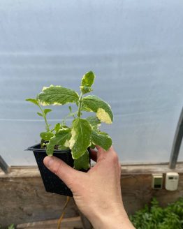 PineappleMintSeedling