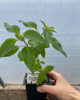 PineappleSageSeedling