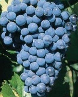 SovereignCoronationGrape