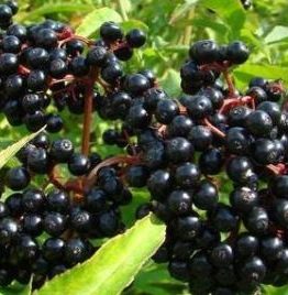 Elderberry Plant