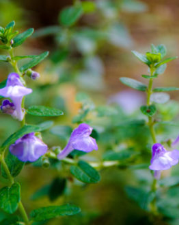 Skullcap
