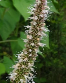 GiantPurpleHyssop