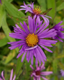 NewEnglandAster
