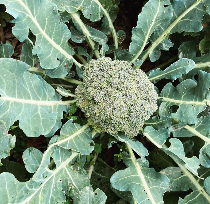 De Cicco Broccoli Gaia Organics