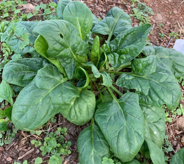 Matador Spinach Gaia Organics