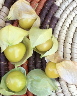 Ground Cherry Plant