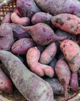 Sweet Potato Plant