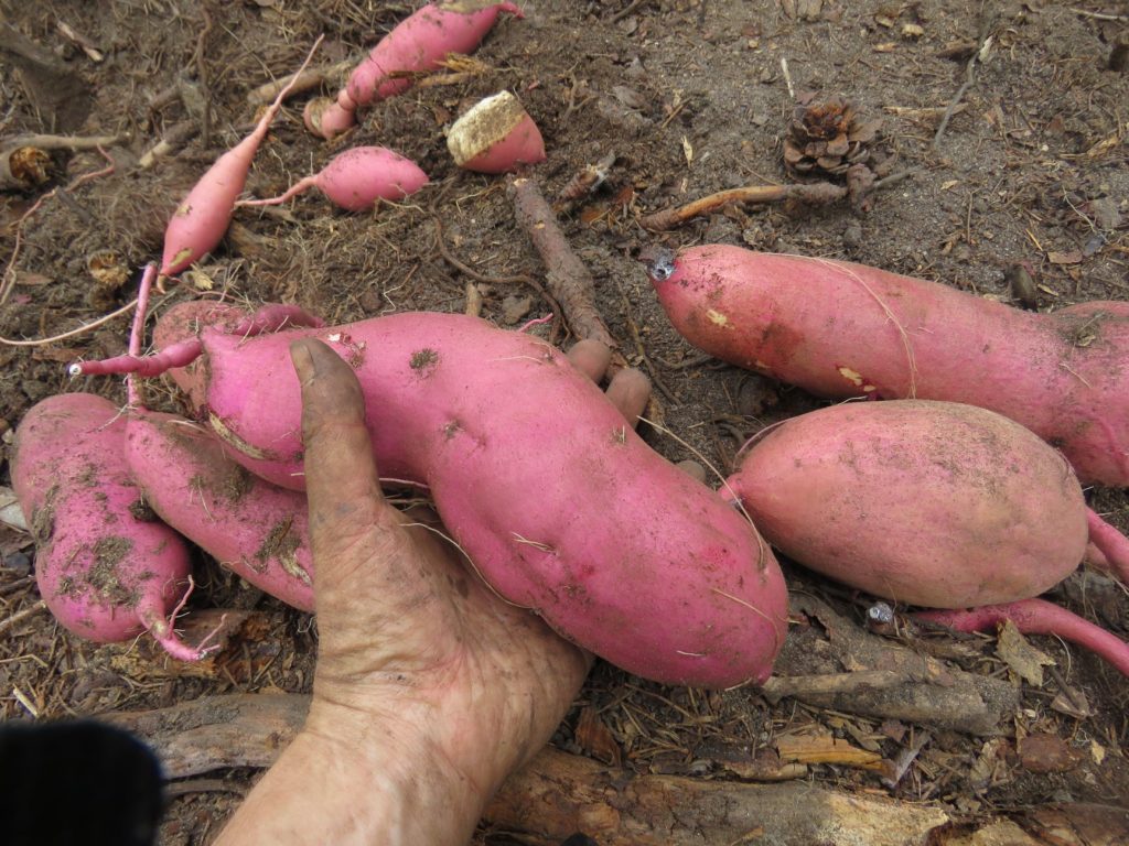 Sweet potatoes! Grow guide And interview Gaia Organics