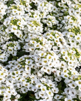 Alyssum
