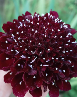 Scabiosa