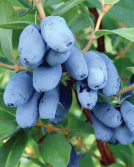 Boreal Blizzard Haskap