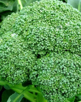 Calabrese Green Sprouting Broccoli