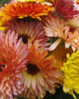 Calendula Flashback Mix