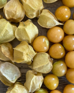Cape Goosebarry