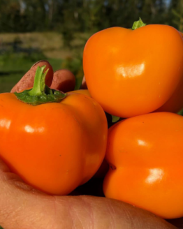 Doe Hill Sweet Pepper