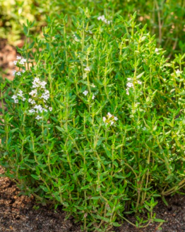 Thyme Plant