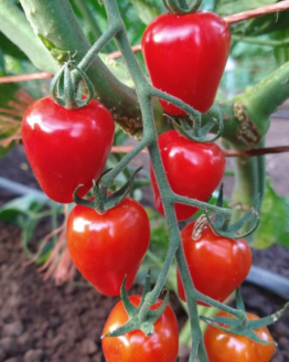 Gardener's Sweetheart Tomato