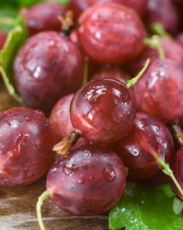 Hinonmaki red Gooseberry