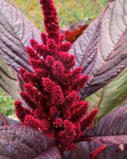 Hopi Red Dye Amaranth Hopi Red Dye Amaranth