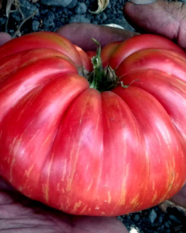 Jazz Tomato