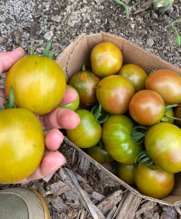 Karma Miracle Tomato