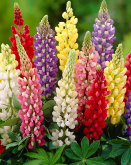 Lupin Plant