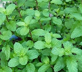 Mint Plant