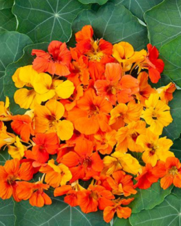 Nasturtrium Blend