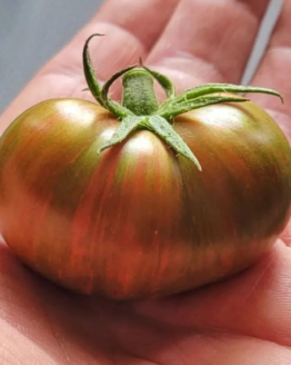 Purple Bumblebee Tomato
