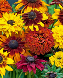 Rudbeckia