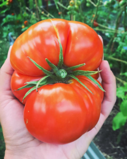 Rutgers Tomato