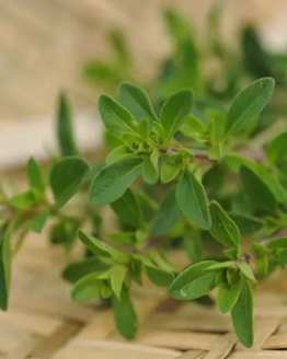 Wild Thyme Plant