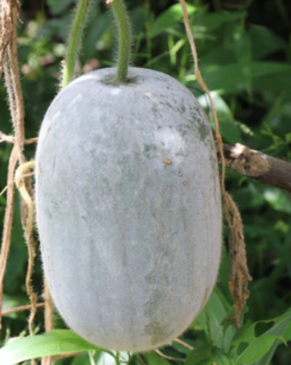 Wax Gourd / Winter Melon