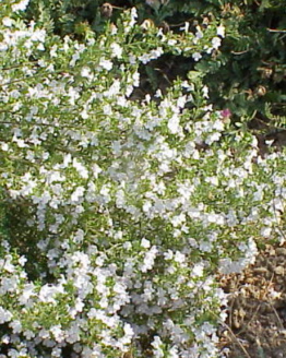 Winter Savory plant