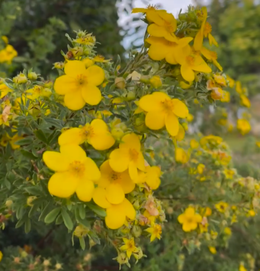 Cinqfoil-Potentillafruticosa