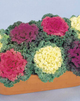 Flowering Kale Plant
