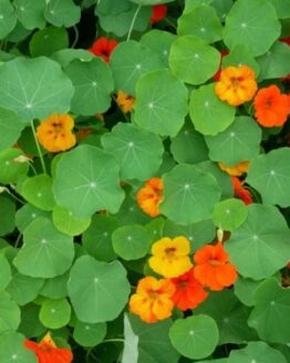 Nasturtium Plant