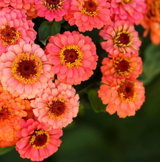 Pumila Salmon Zinnia Gaia Organics