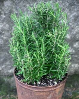 Rosemary Plant
