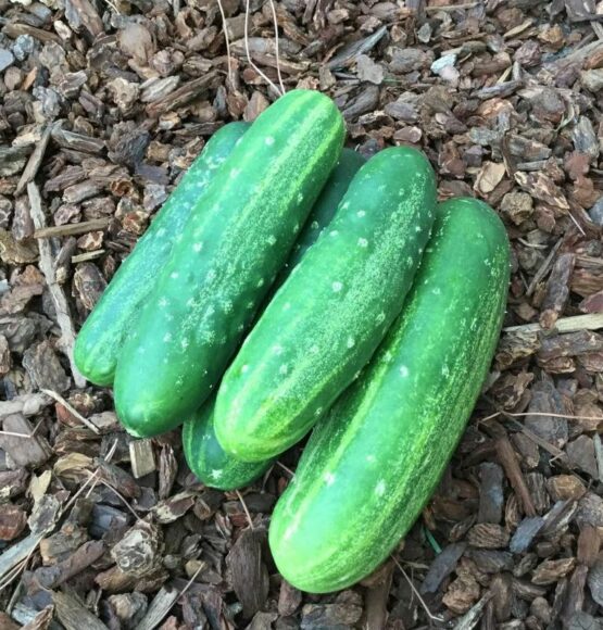 Straight 8 Cucumber Gaia Organics
