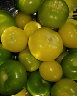 Tomatillo Plant