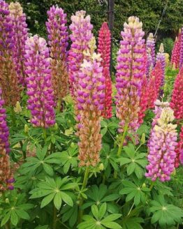 Lupine