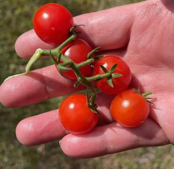 Tiny Tim Cherry Tomato Gaia Organics
