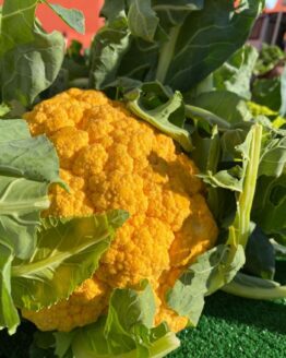 Cauliflower Plant