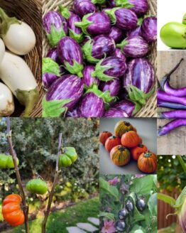 Eggplant Plant